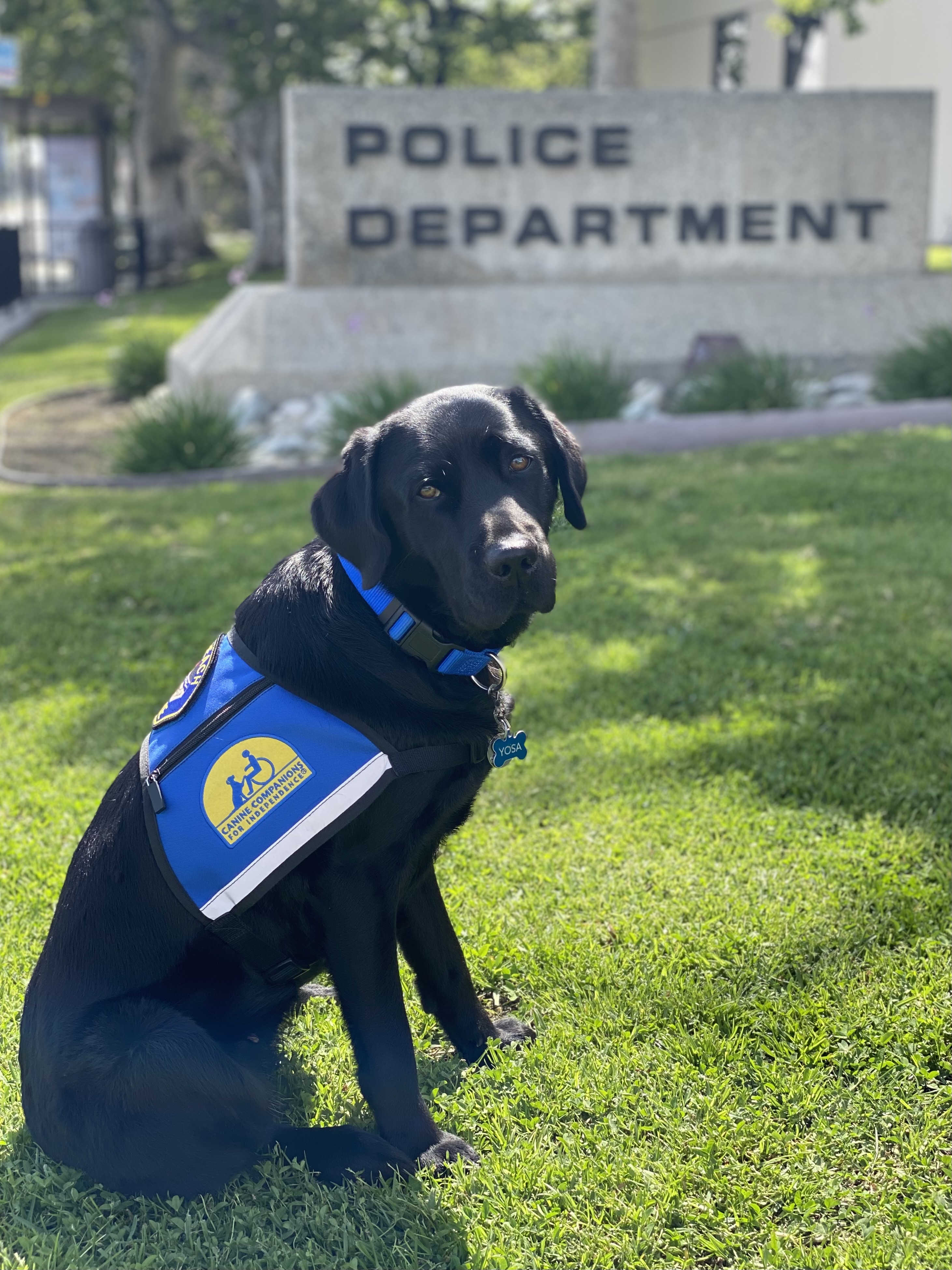 Cci canine best sale companions for independence